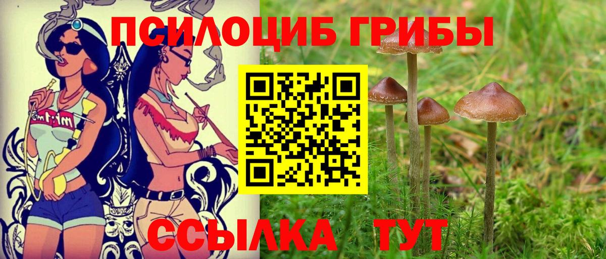 Псилоцибиновые грибы Psilocybe Михайловка